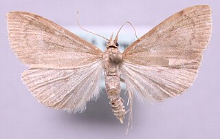 <i>Udea accolalis</i> Species of moth