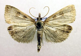 <i>Udea elutalis</i> Species of moth
