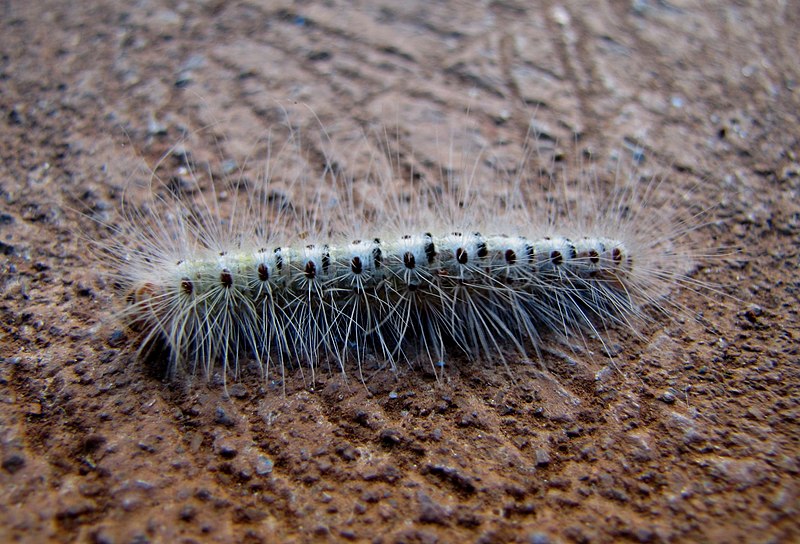 File:Unidentified caterpillar 6684.jpg