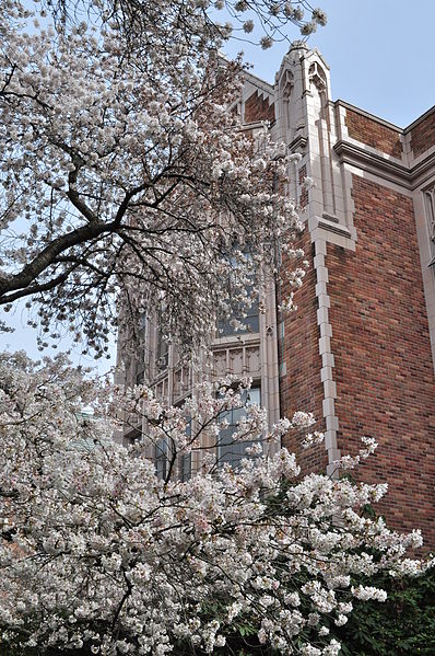 File:University of Washington Quad cherry blossoms 2014 - 11 (13348274774).jpg