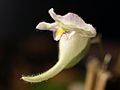 Utricularia jamesoniana flower