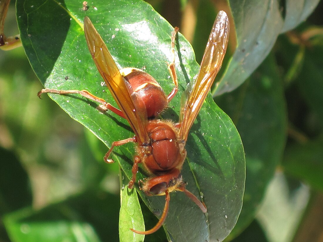 Ong bắp cày