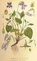 Viola riviniana (A) Illustration in: C.A.M Lindman: "Bilder ur Nordens Flora" Stockholm (1917-1927)