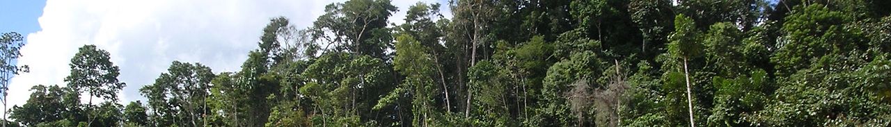 WV banner Pando department Tropical forest.jpg