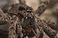 Dolomedes, female, New Zealand