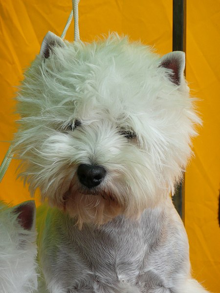 File:Westie head.jpg