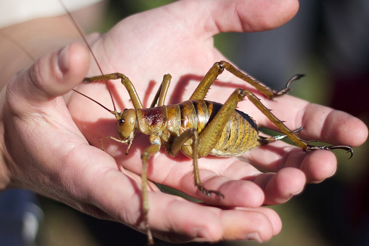 Deinacrida heteracantha – Giant wētā