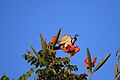 White-Throated Magpie Jay 4.jpg