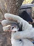 Thumbnail for White-bellied fat-tailed mouse opossum