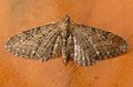White-spotted Pug (Eupithecia tripunctaria) - Flickr - gailhampshire.jpg