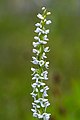 Platanthera dilatata