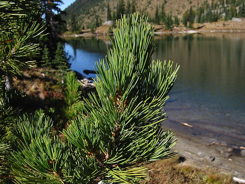 File:WhitebarkPine 7460.jpg