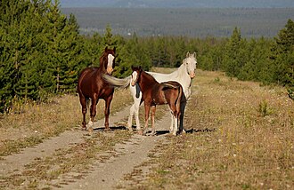 A family of wild horses on the nearby abandoned airstrip WildHorses Martin Lake.jpg