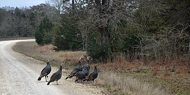 Wild Turkey (Meleagris gallopavo), Austin Co., Texas (30 January 2014)