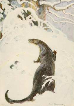 The Otter walks in the snow. Drawn by Paul Bransom.