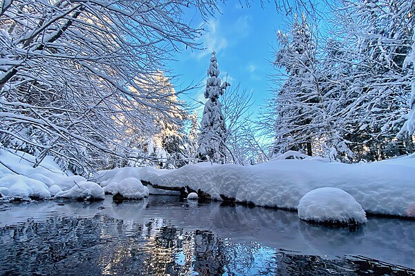 Winter scene in Algonquin Park