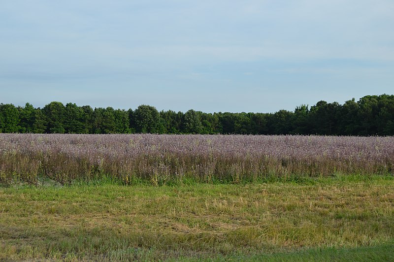 File:Winton Township field on NC 461.jpg