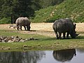 Witte neushoorns (Ceratotherium simum) en een Steppezebra (Equus quagga)