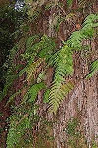 Woodwardia radicans Habitus