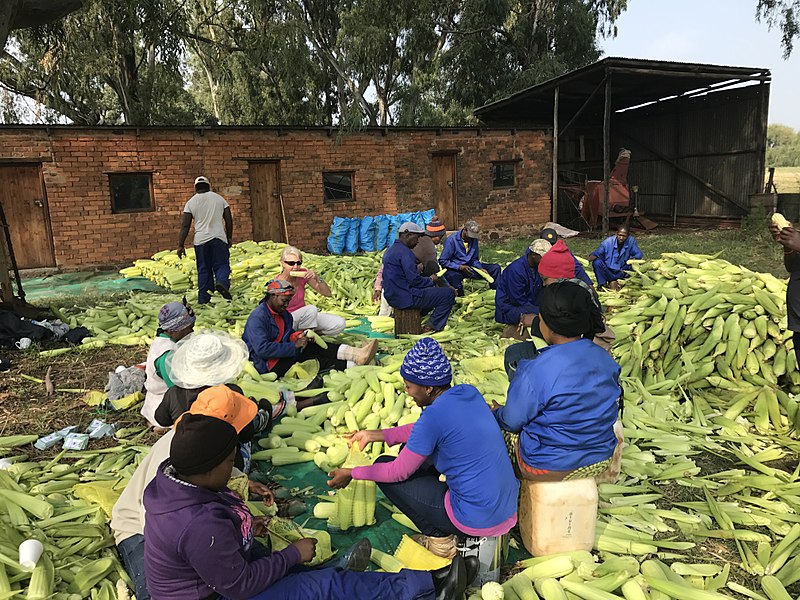 File:Working, singing and eating, happy farm workers2017 2017-03-02.jpg