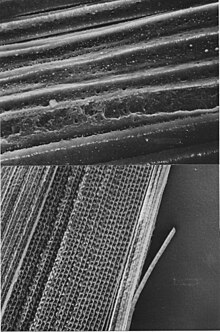 Wrinkled lens fibers in picture below compared to straight fibers above Wrinkled lens fibers.jpg