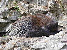 Indian porcupine Wroclaw zoo 04 jezozwierz indyjski.jpg