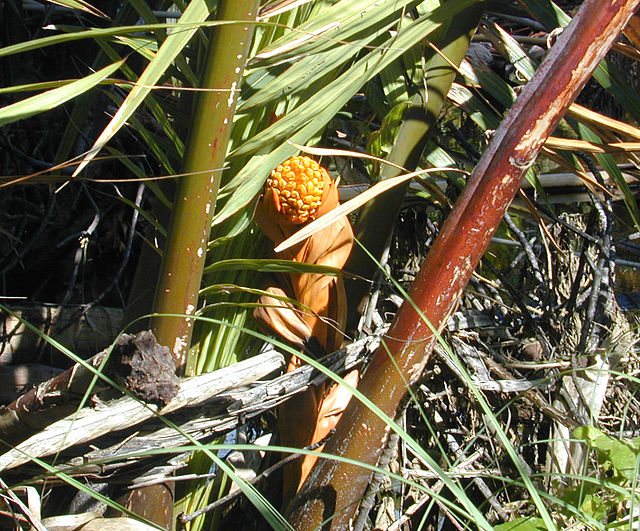 A globular flower cluster on a nipa palm
