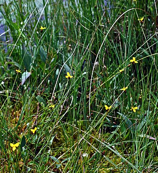 <i>Xyris montana</i> Species of yelloweyed grass