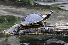 Yellow Bellied Slider Basking.jpg