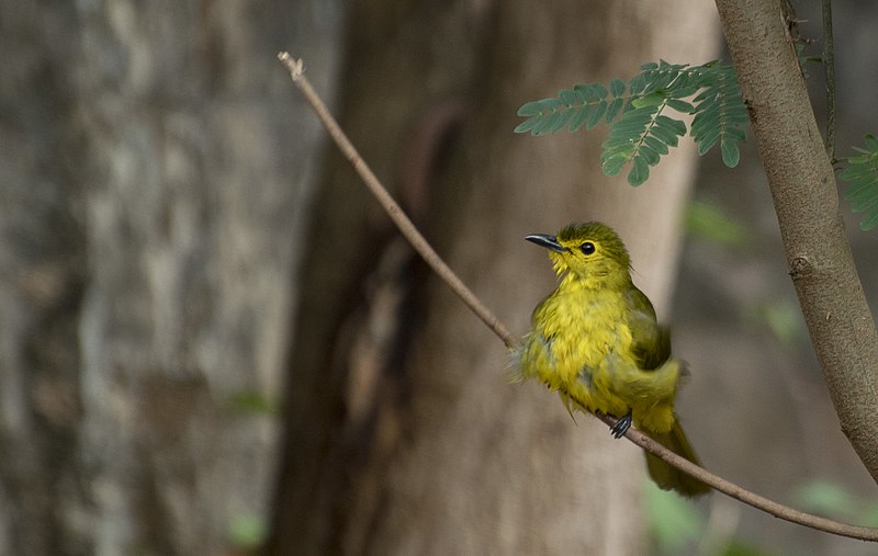 File:Yellow browed Bulbul.jpg