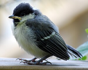 Ptak Bogatka: Morfologia, Długość życia, Zasięg występowania i systematyka
