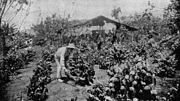 Thumbnail for File:Young coffee trees in bloom.jpg