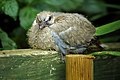 Young collared dove.jpeg