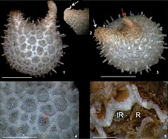 Les Ypsilothuriidae comme cette Ypsilothuria bitentaculata ont un corps sphérique et cuirassé, et vivent enterrées dans le sédiment.