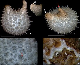 Certaines holothuries comme cette Ypsilothuria bitentaculata sont couvertes de plaques munies de piquants, rappelant leur origine commune avec les oursins.