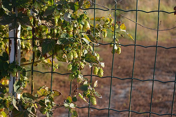 Donaufeld Zaun mit Hopfen