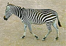 The zebra is a quadruped. Zebra sideview.jpg