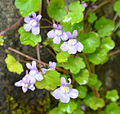 Cymbalaria muralis (Zimbelkraut)