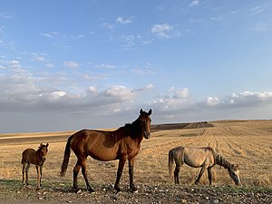 Horses of Ismayilli District. Photograph: Fidan Sadig