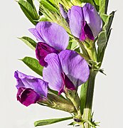 Vicia sativa (common vetch) - flowers