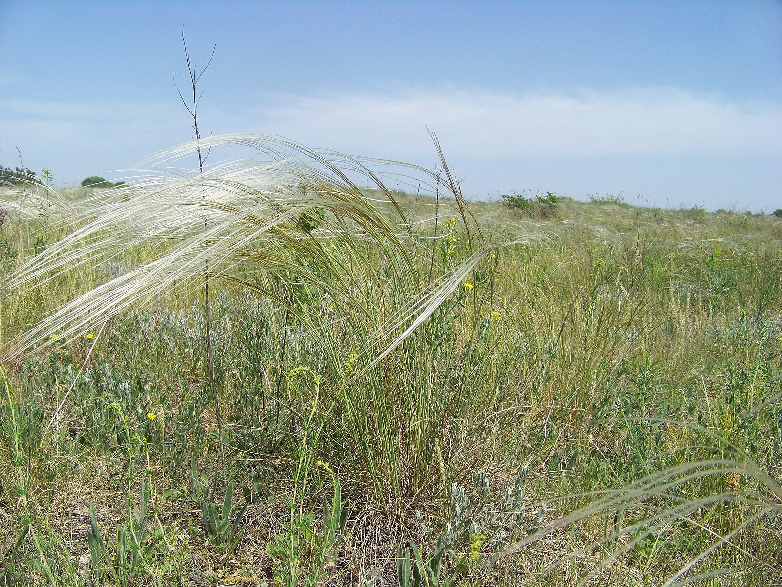 Ковила волосовидна (Stipa capillata). Квирус Ковила. Ковила Днипровська. Ковила фамилия. Ковила телеграмм