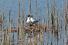 Couple au nid en été