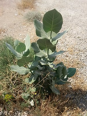 Calotropis Procera