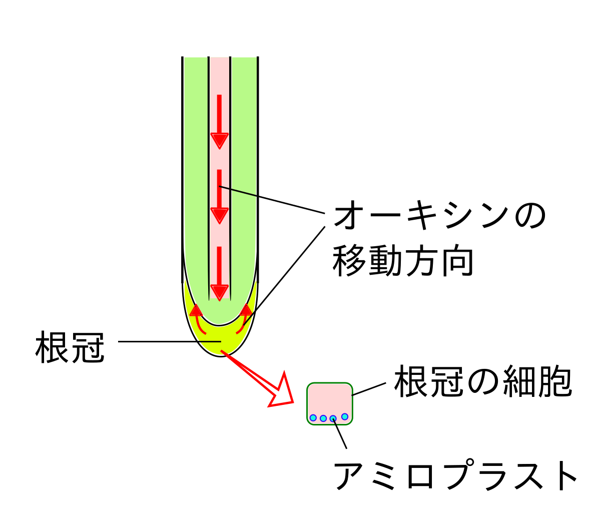 File アミロプラストと重力屈性 Svg Wikimedia Commons