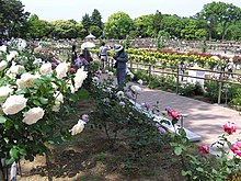 ファイル:バラ園_-_panoramio.jpg