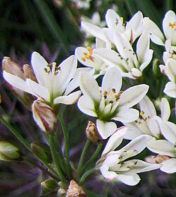 假韭 Nothoscordum gracile -波蘭 Krakow Jagiellonian University Botanic Garden, Poland- (36467222030).jpg