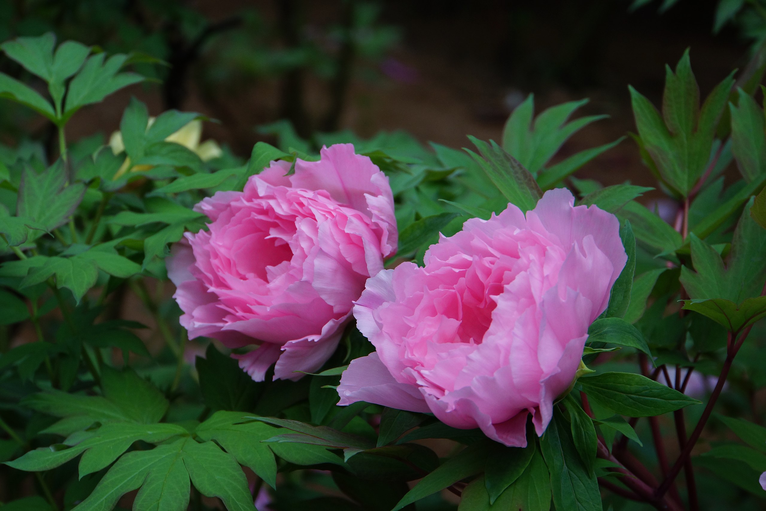 File 兩朵牡丹花 Two Peony Flowers Panoramio Jpg Wikimedia Commons