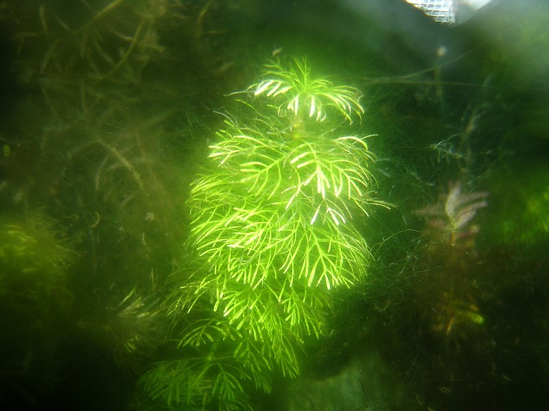 File:-Limnophila sessiliflora- from Japan.JPG