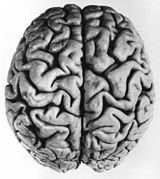 Human brain (superior view) exhibiting patterns of gyri and sulci