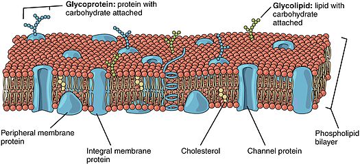 Lipid membrane with various proteins 0303 Lipid Bilayer With Various Components.jpg